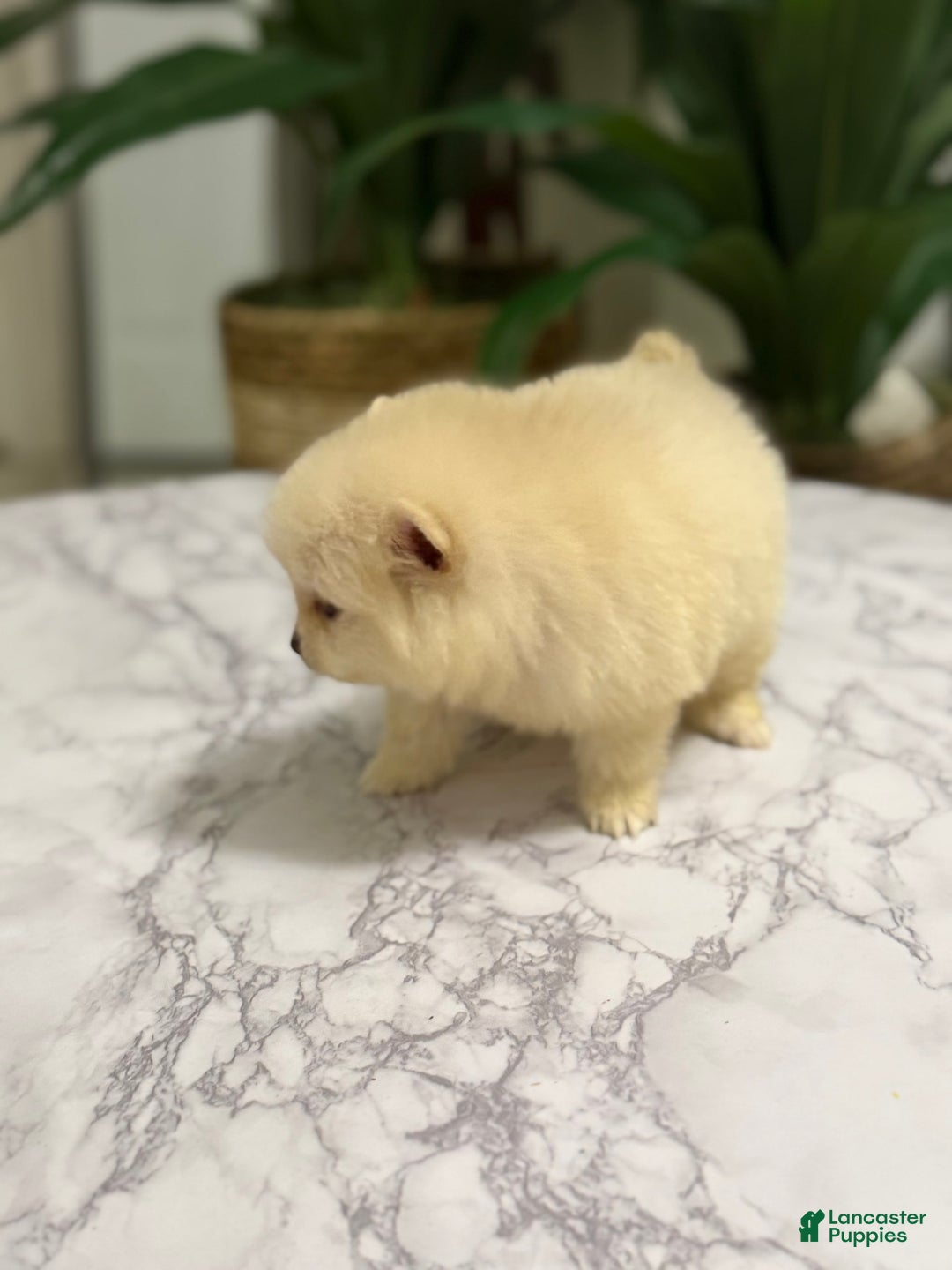 Pomeranian dogs for sale: Akc Bella - Image 2