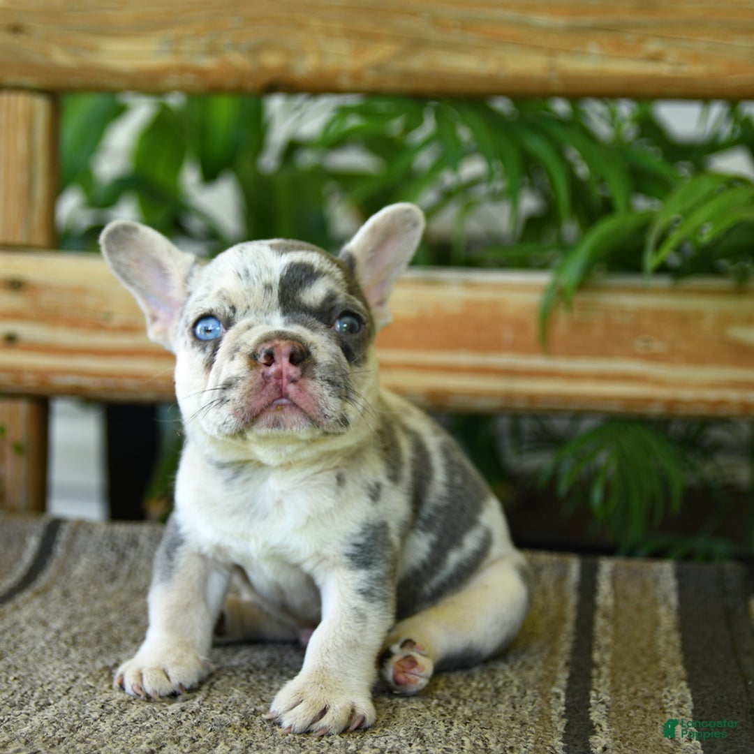French Bulldog dogs for sale: Wiggles - Image 8