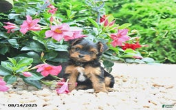 Yorkiepoo dogs for sale: Pearly - Image 1
