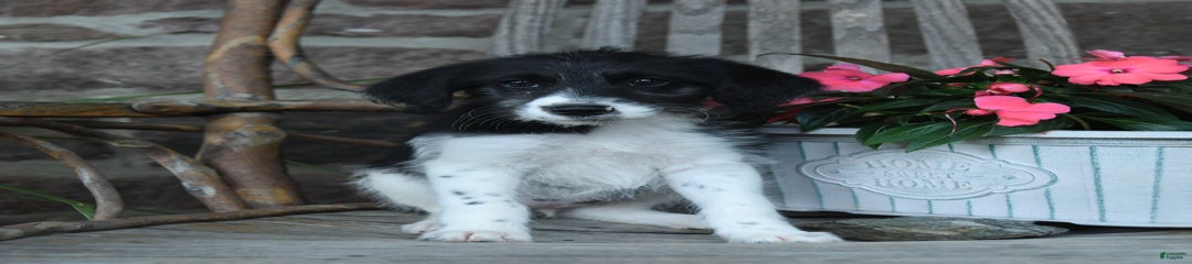 Abaska