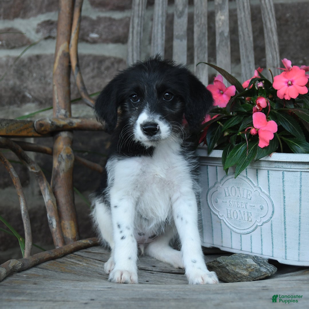 German Shorthaired Pointer dogs for sale: Abaska - Image 3