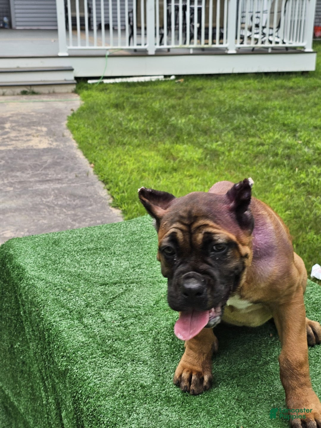 Cane Corso dogs for sale: Coco - Image 17