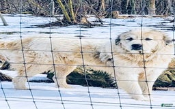 Great Pyrenees dogs for sale: Jolene - Image 3
