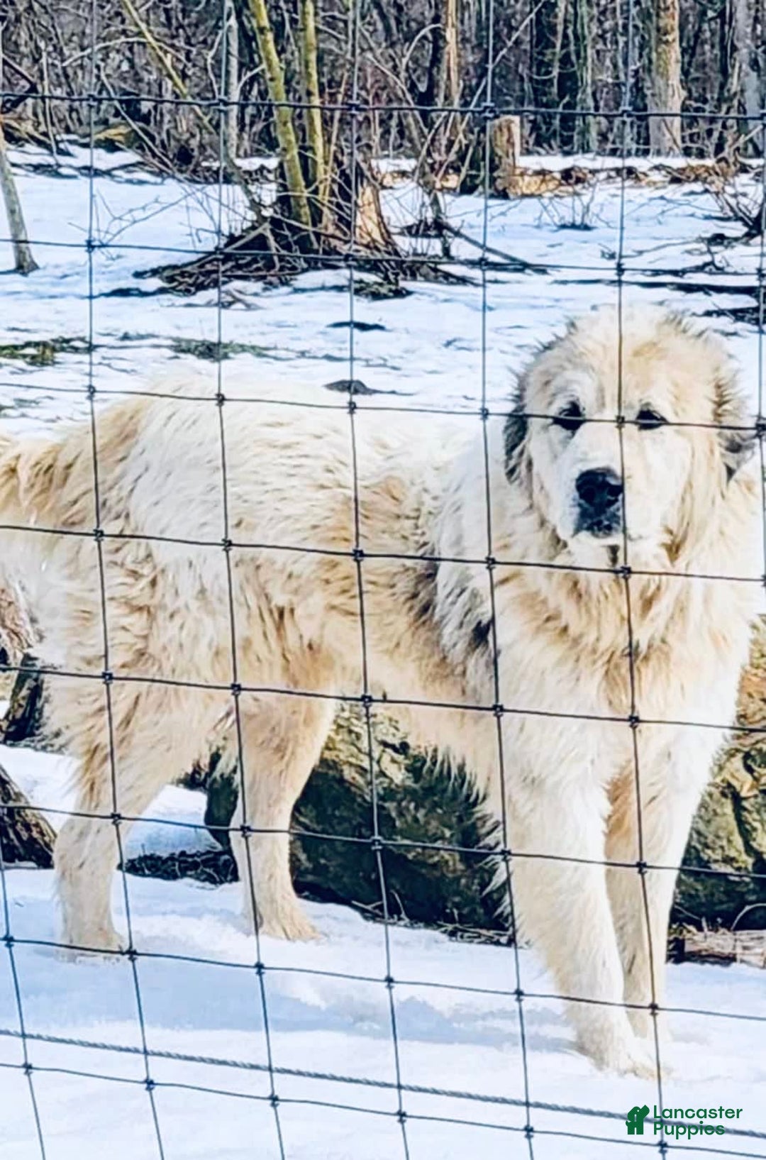 Great Pyrenees dogs for sale: Jolene - Image 3