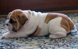 English Bulldog dogs for sale: Rudy - Image 1