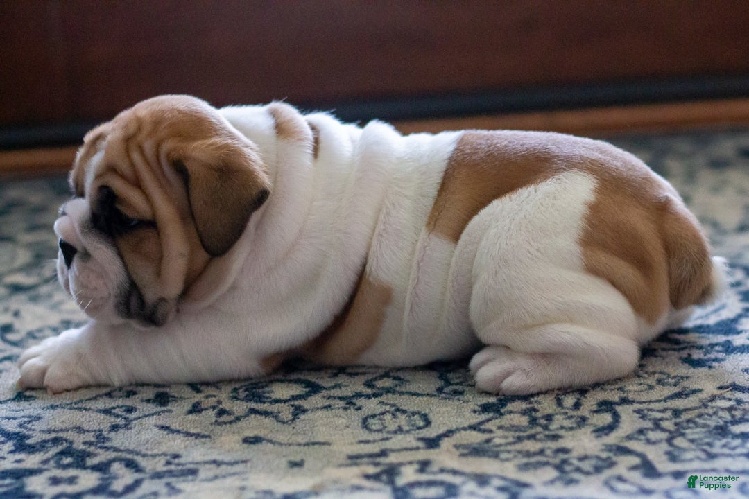 English Bulldog dogs for sale: Rudy - Image 1