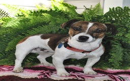 Jack Russell Terrier dogs for sale: Addie - Image 8