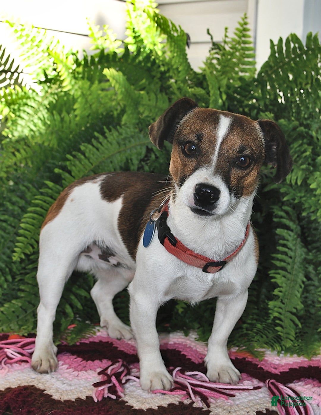 Jack Russell Terrier dogs for sale: Addie - Image 8