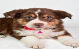 Australian Shepherd dogs for sale: Sadie - Image 5