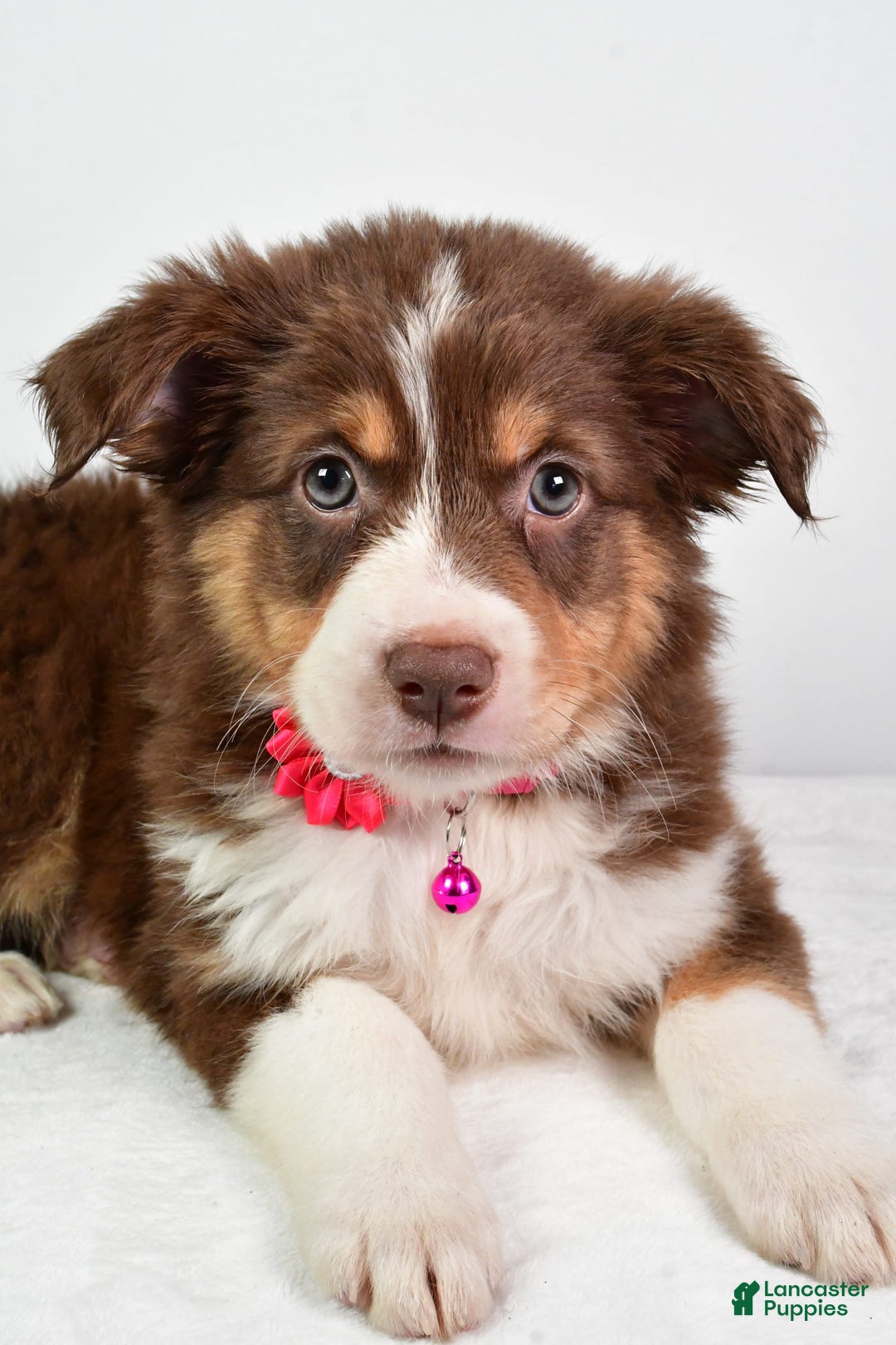 Australian Shepherd dogs for sale: Sadie - Image 5