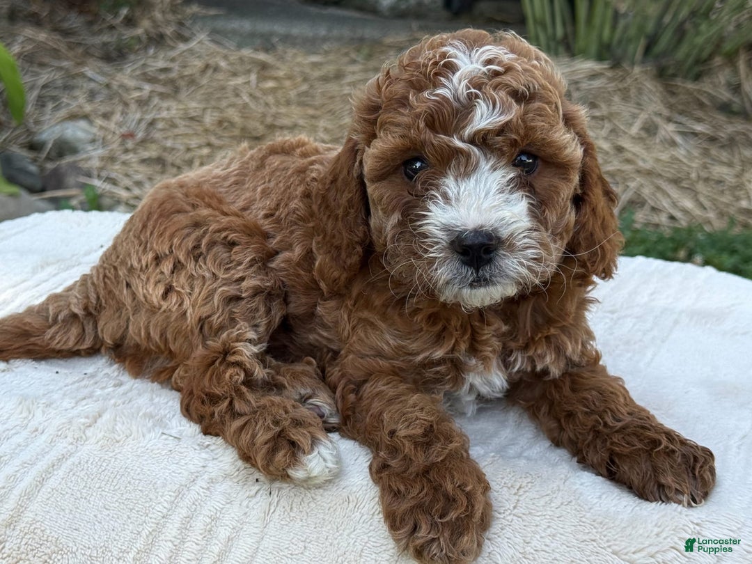 Cavapoo dogs for sale: Braxton - Image 11