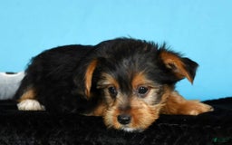 Yorkshire Terrier dogs for sale: Jimmy - Image 7