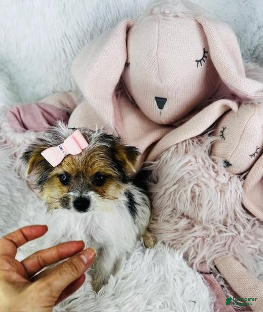 Yorkshire Terrier dogs for sale: Juliana - Image 1