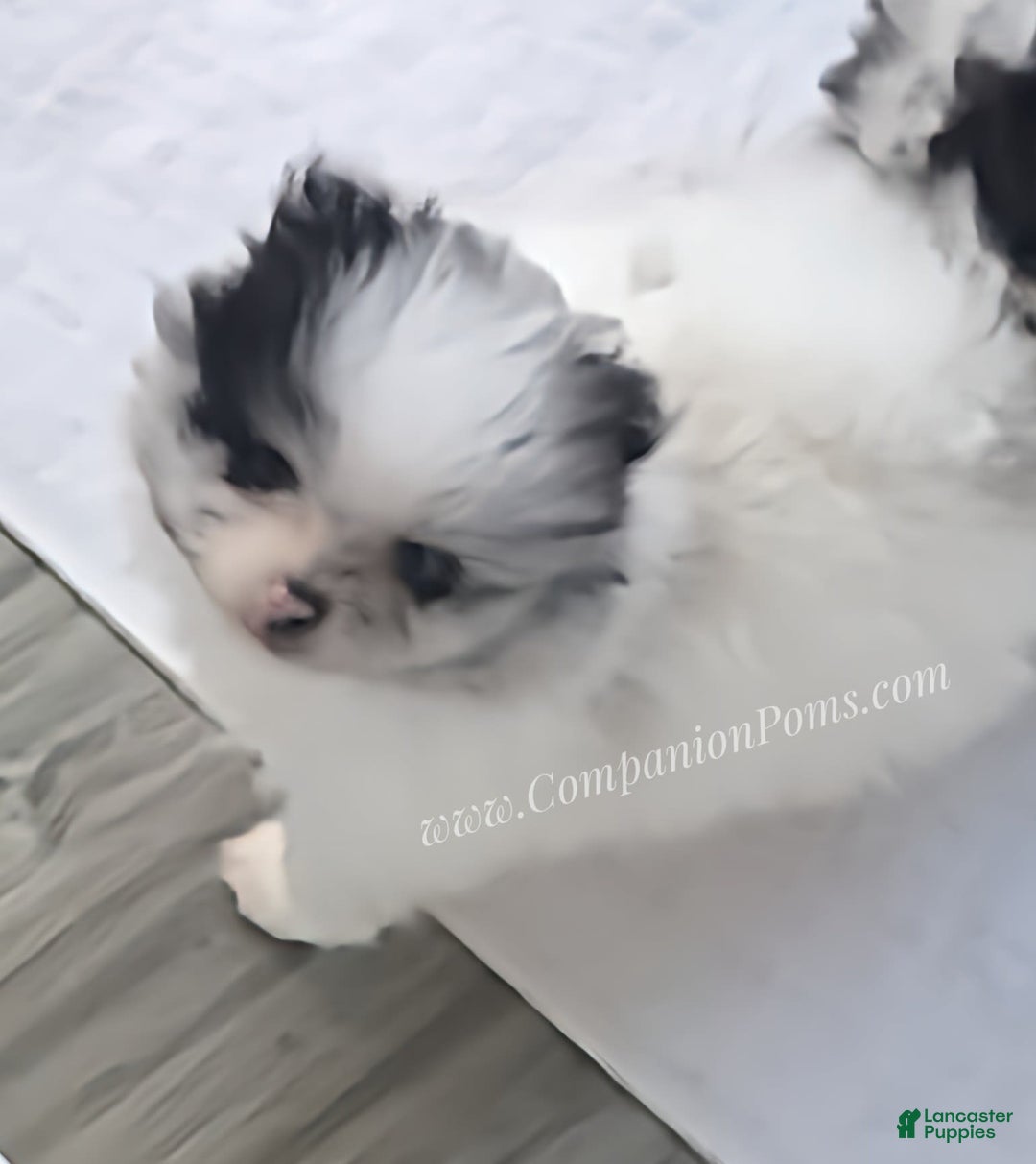 Pomeranian dogs for sale: Blue Eye - Blue Merle - Extreme Parti - Image 5