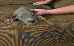 Great Dane dogs for sale: Puppy - Image 1