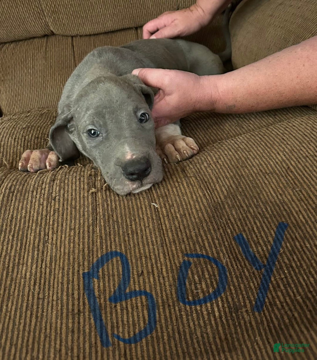 Great Dane dogs for sale: Puppy - Image 1
