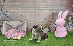 Catahoula Leopard Dog dogs for sale: Goldie 2025 F1 - Image 3
