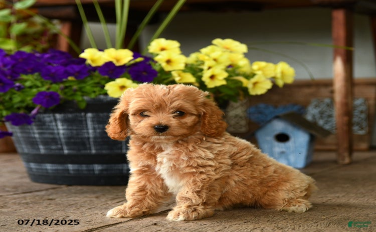 Cockapoo dogs for sale - Ad 2