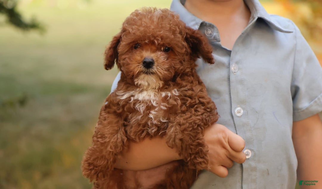Toy Poodle dogs for sale: Reese - Image 7