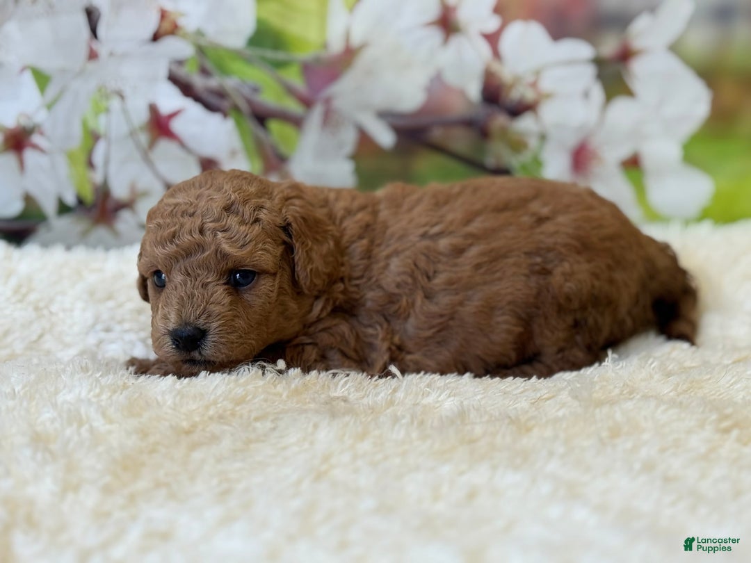 Mini Goldendoodle dogs for sale: Emma - Image 1
