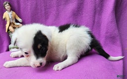 Border Collie dogs for sale: Gumbi - Image 18