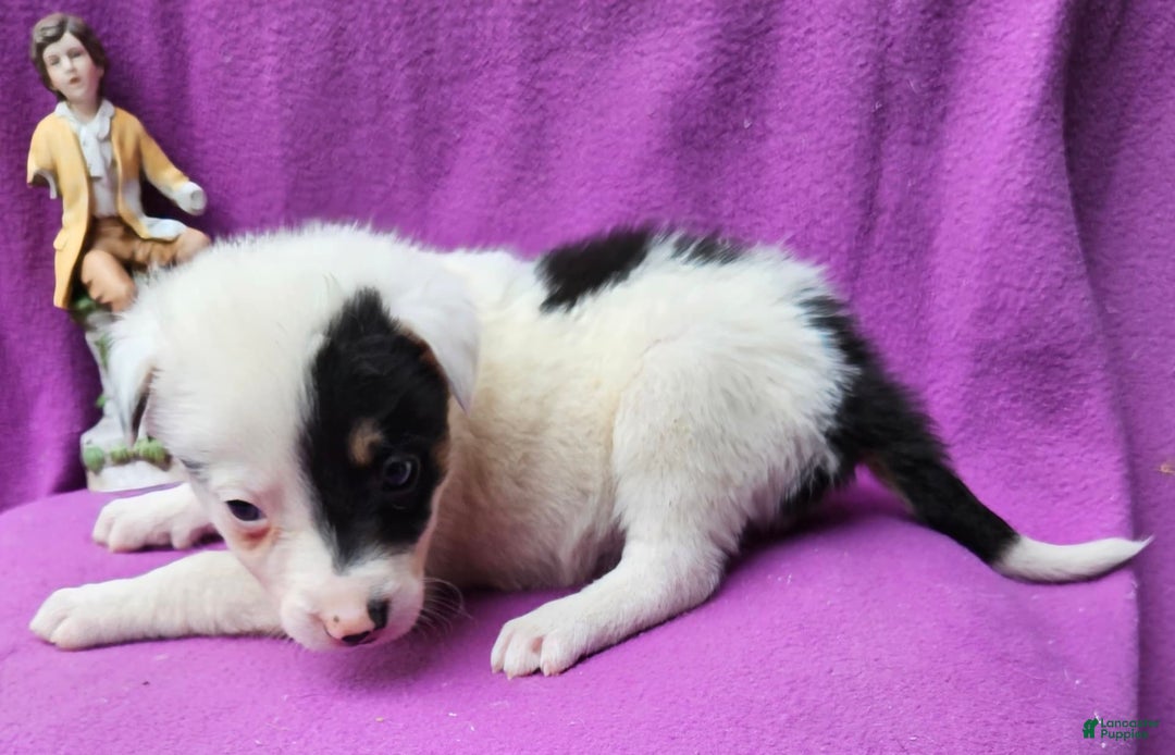 Border Collie dogs for sale: Gumbi - Image 18