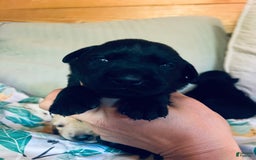 Labrador Retriever dogs for sale: Labrador Retriever 9 puppies - Image 11