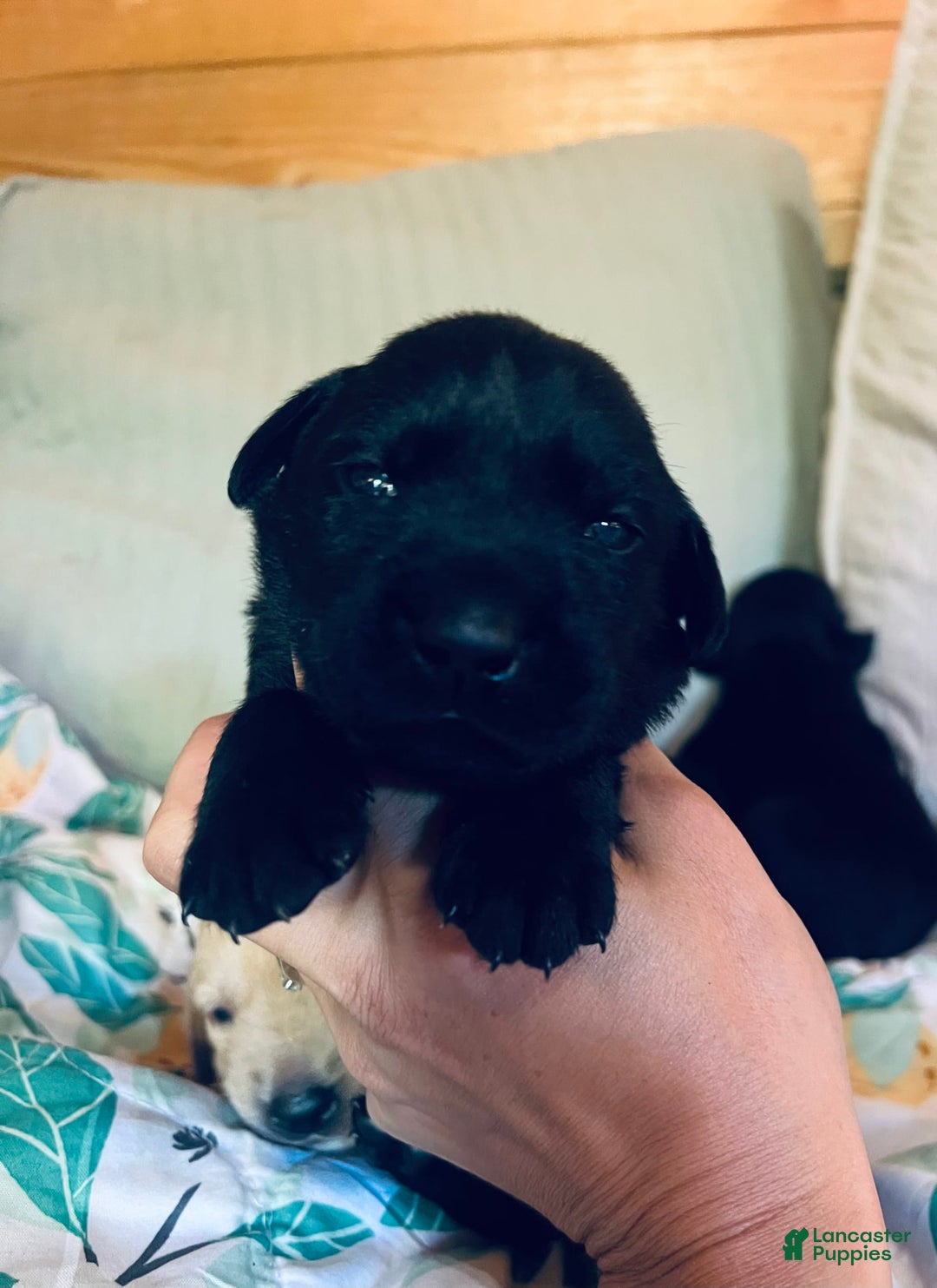 Labrador Retriever dogs for sale: Labrador Retriever 9 puppies - Image 11