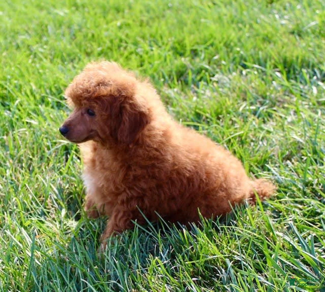 Miniature Poodle dogs for sale: Rolo - Image 4