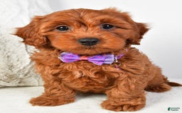 Cavapoo dogs for sale: Viola - Image 1