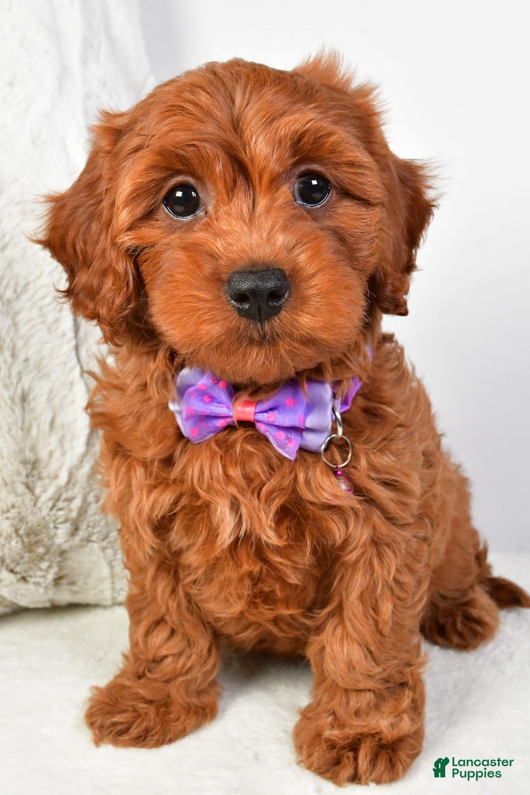 Cavapoo dogs for sale: Viola - Image 1