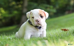 Beabull dogs for sale: Rockstar - Image 3