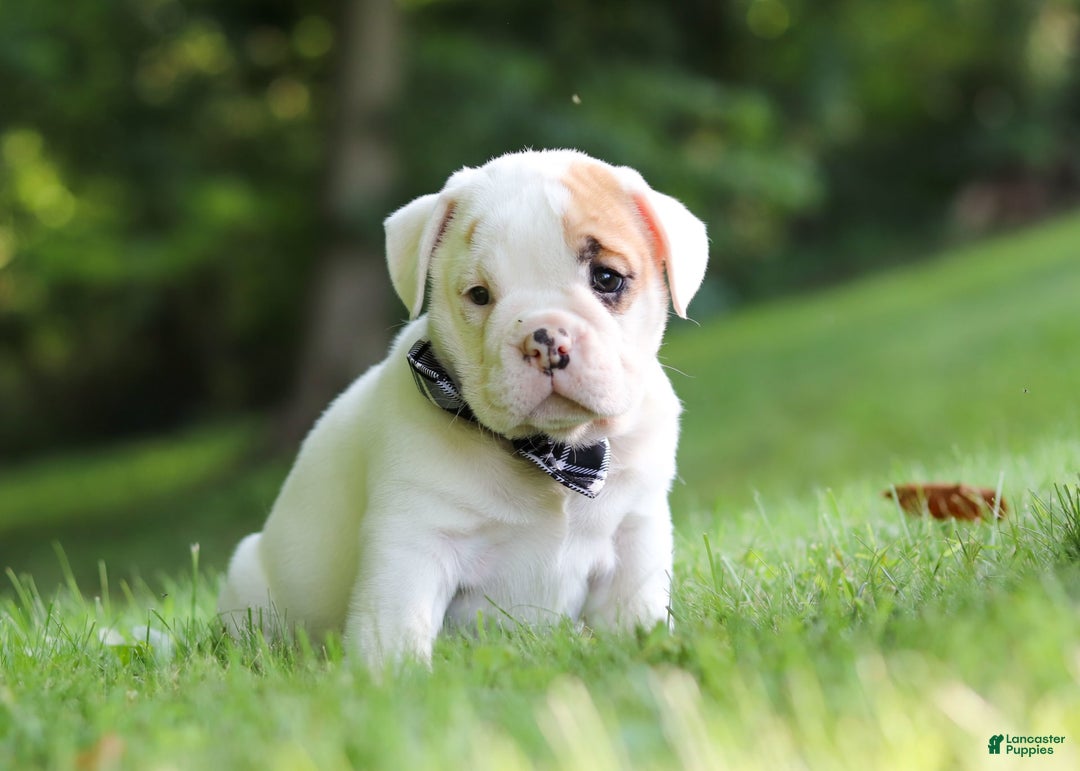 Beabull dogs for sale: Rockstar - Image 3