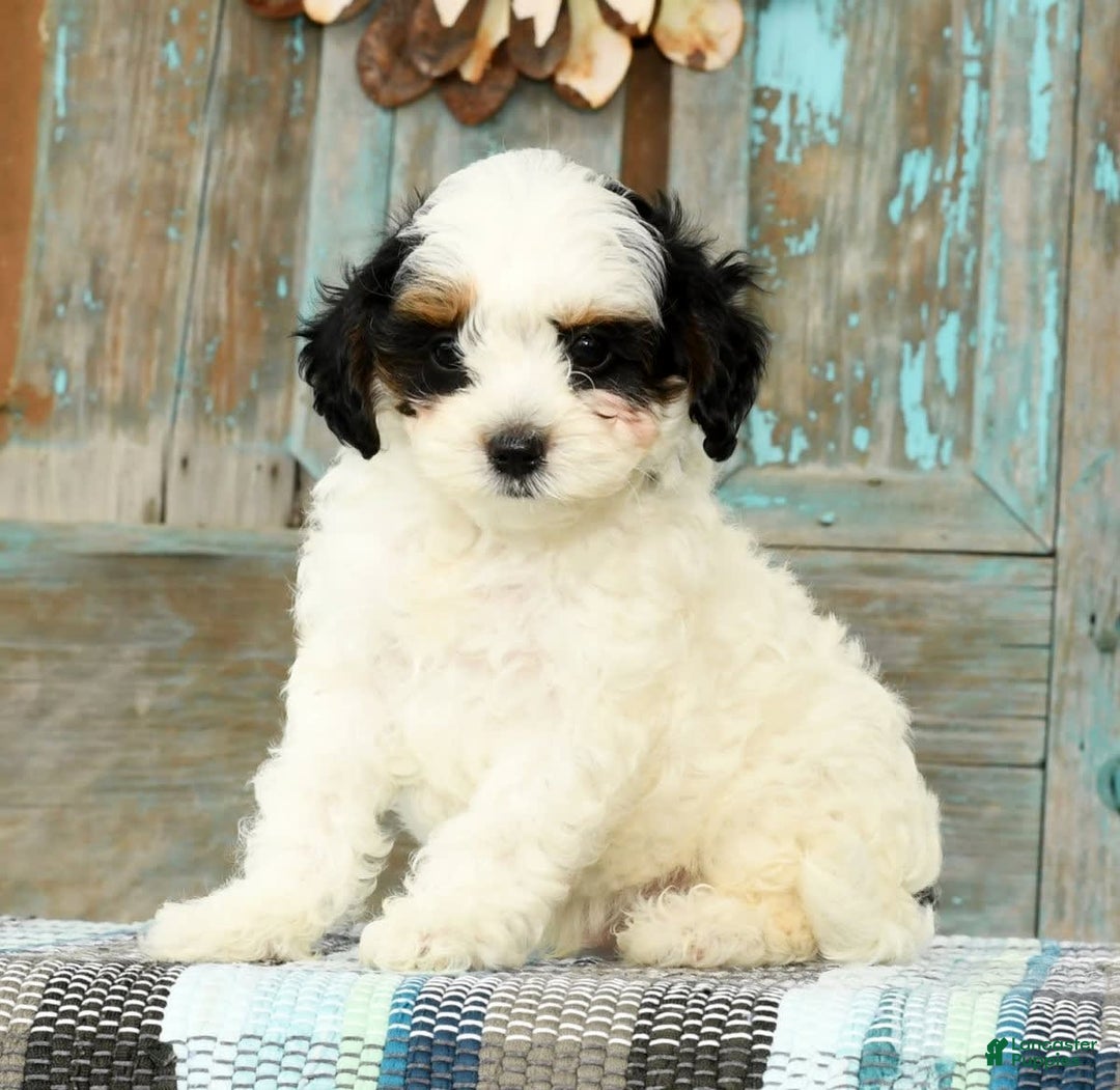 Cavapoo dogs for sale: Puncho - Image 2