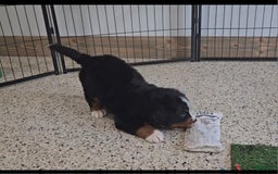 Bernese Mountain Dog dogs for sale: Sparkler - Image 7