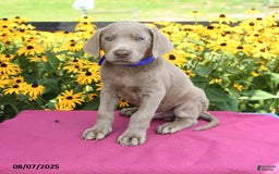 Labrador Retriever dogs for sale: Coca Cola - Image 2