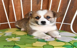 Welsh Corgi Pembroke dogs for sale: Samson - Image 1