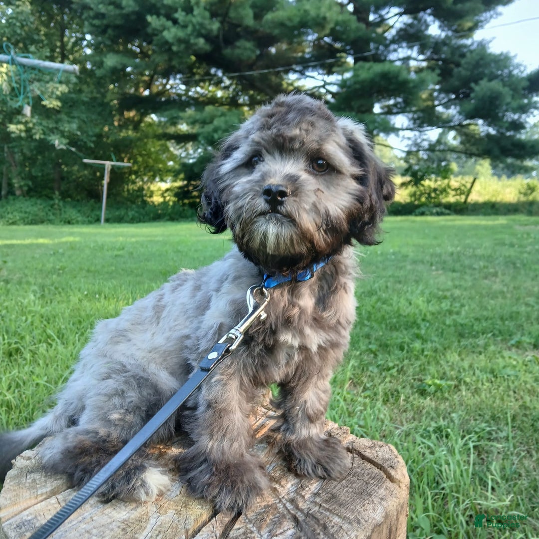 Shihpoo dogs for sale: Chucky - Image 3