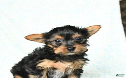 Yorkshire Terrier dogs for sale: Chelsea - Image 6