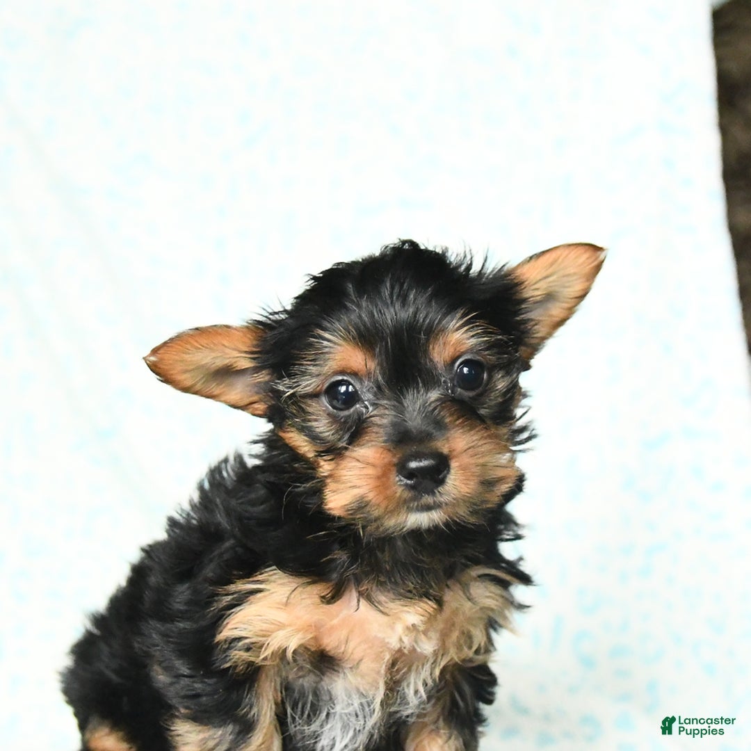 Yorkshire Terrier dogs for sale: Chelsea - Image 6