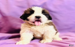 Saint Bernard dogs for sale: 14 Saints Available - Image 23