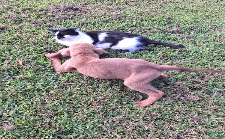 Bloodhound dogs for sale - Ad 5
