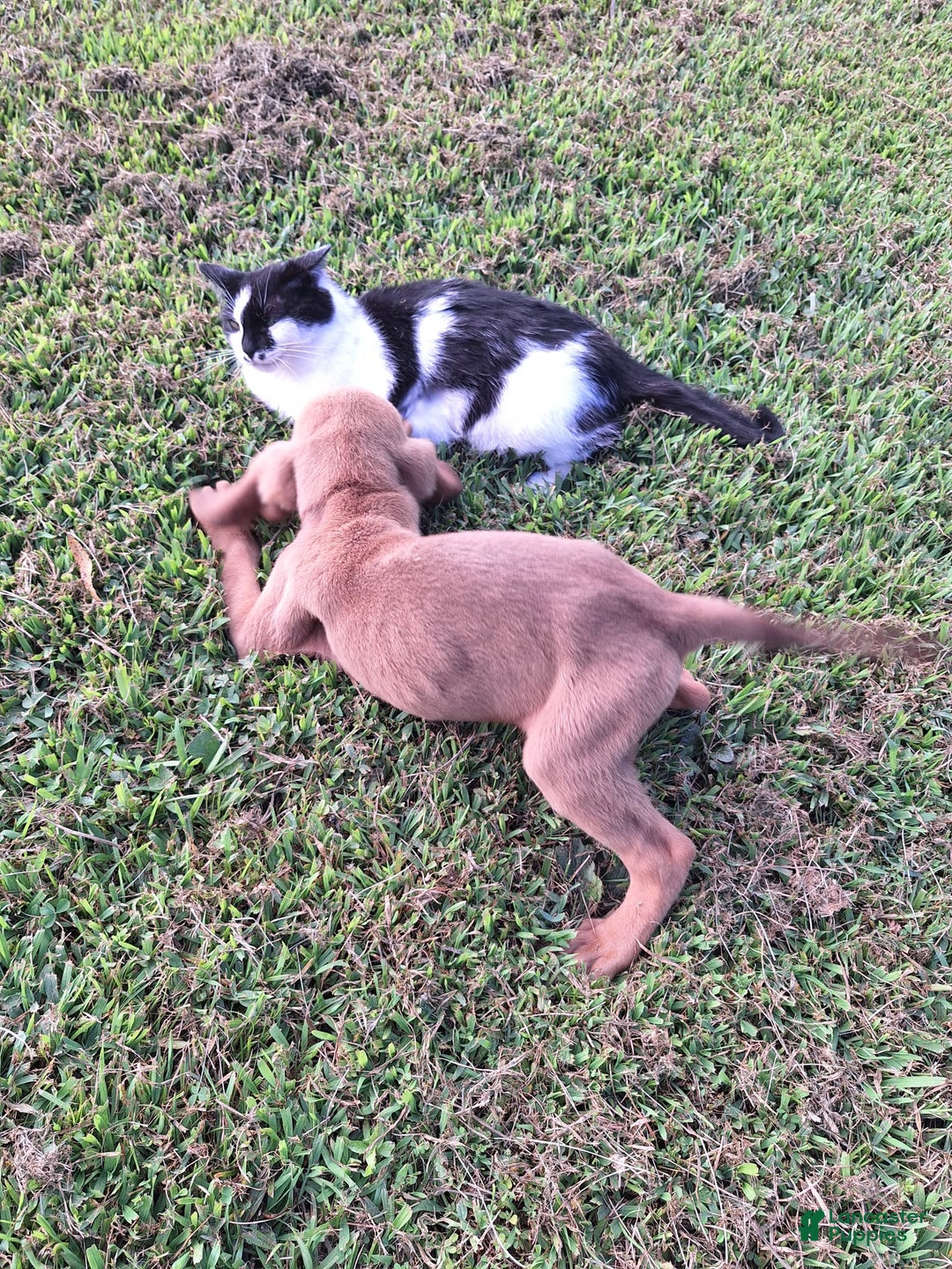 Bloodhound dogs for sale: Yellow - Image 1