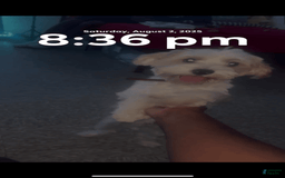 Standard Poodle dogs for sale: Simba - Image 4