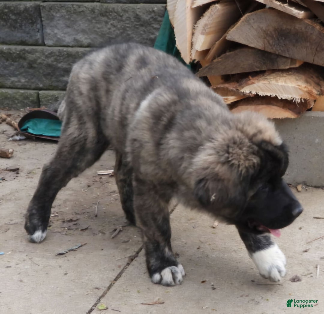 Anatolian Shepherd dogs for sale: Gideon - Image 3