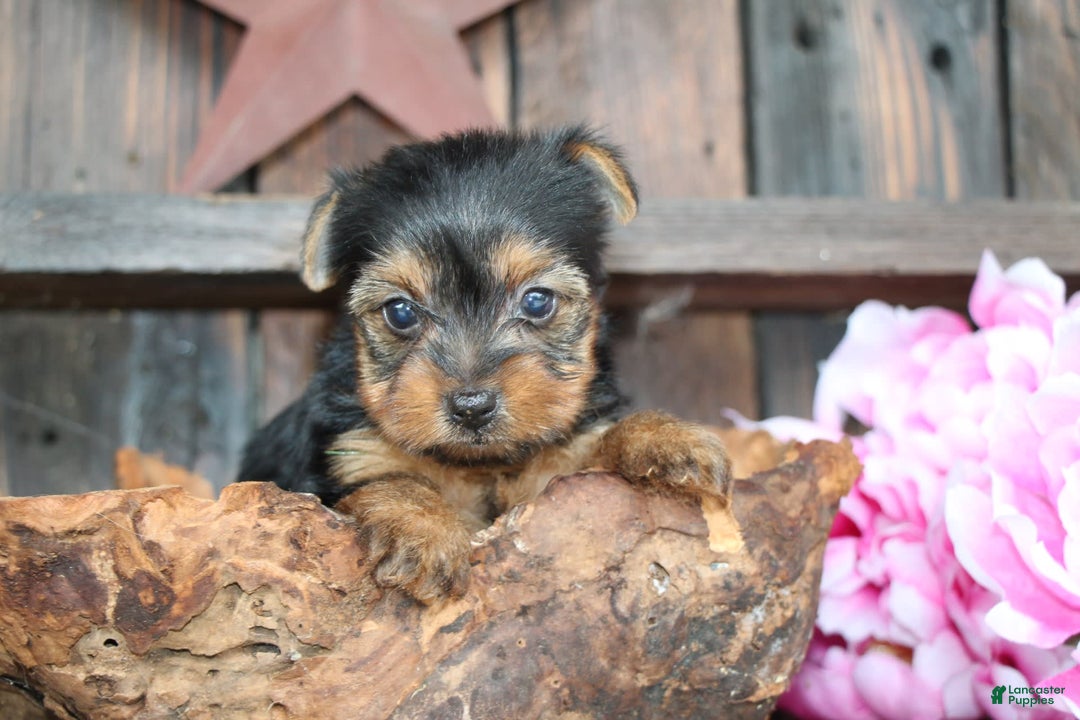 Yorkshire Terrier dogs for sale: Tinkerbell - Image 3