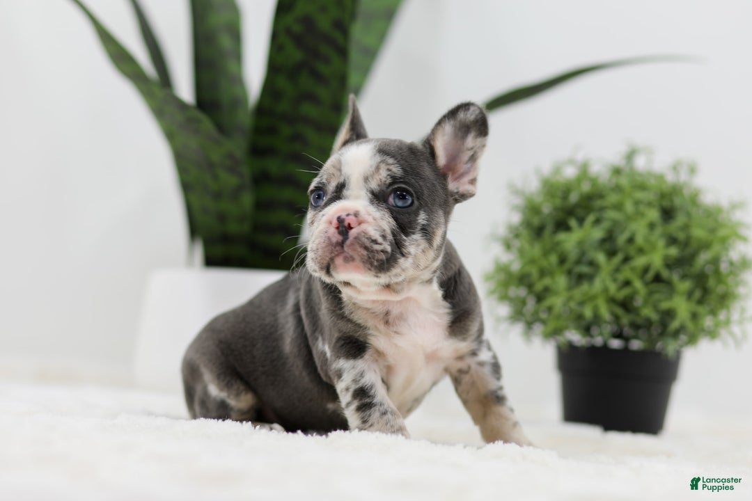 French Bulldog dogs for sale: Peyton - Image 6