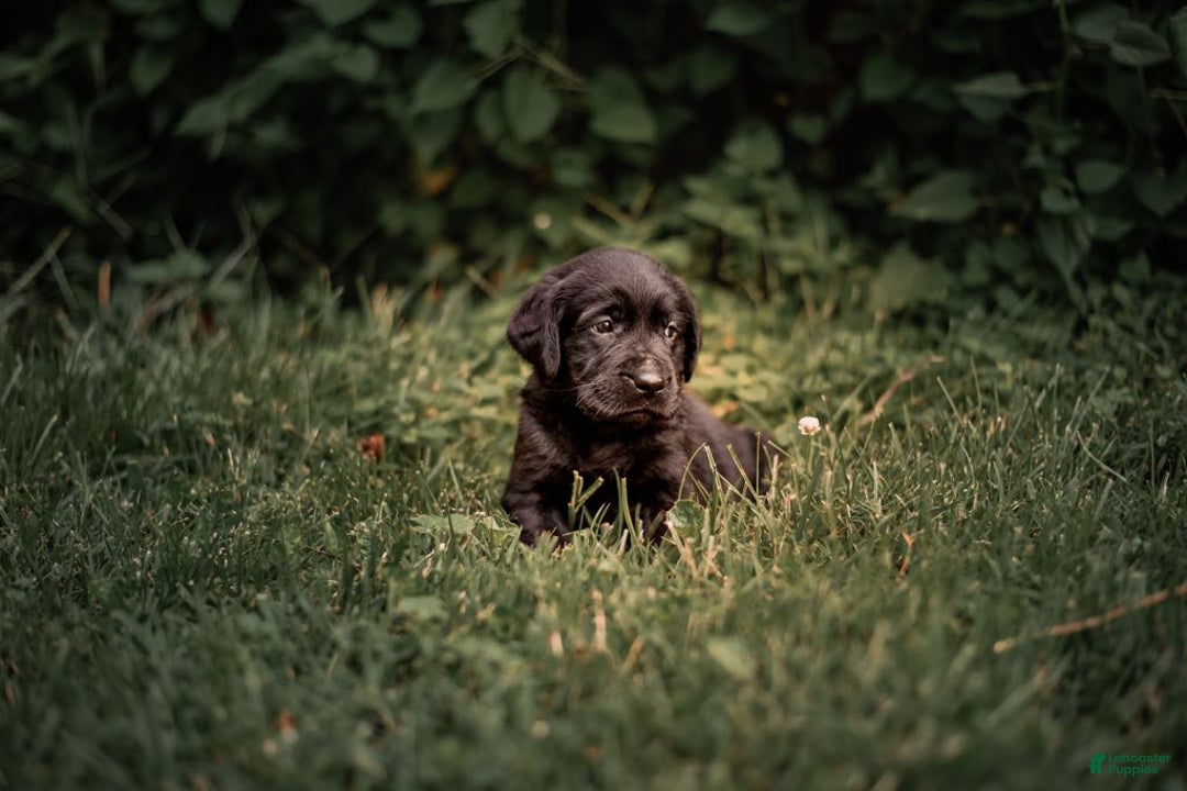 Goldador dogs for sale: Orange - Image 3