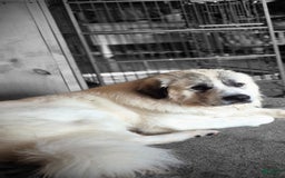 Great Pyrenees dogs for sale: White - Image 15
