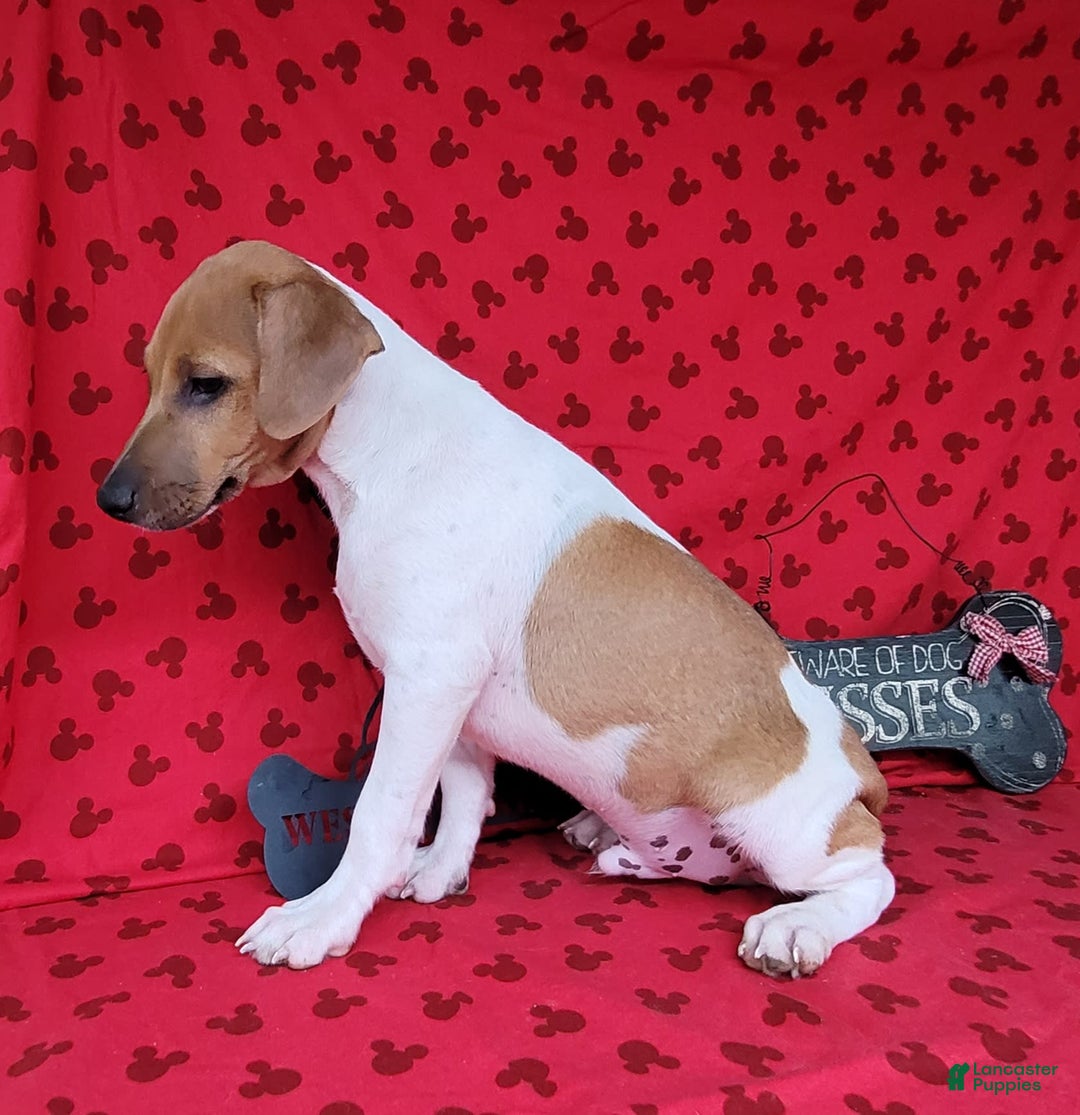 Jack Russell Terrier dogs for sale: Jack Russell Terrier Pike - Image 15